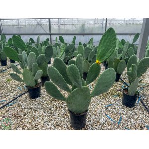 Opuncia figová (Opuntia ficus) ´INDICA´ - výška 60-80 cm, kont. C7L (-5°C)